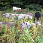 Hanging out in the back pasture