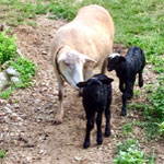 Hazel with her sons George and Howard - 07-18