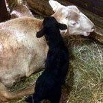 Hazel with her lambs Cinnamon and Pepper - 03-19