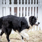 Jack herding the Flock