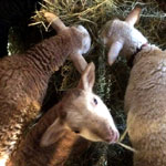 Lambs in the Crib Feeder - 03-19