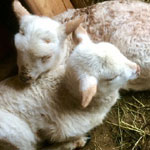 Hazel with her sons George and Howard - 07-18