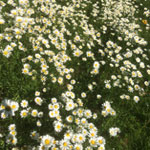 Wild Daisys